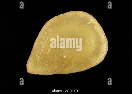 Solanum tuberosum, patate, Kartoffel, close up, sementi, (2 mm di diametro Foto Stock