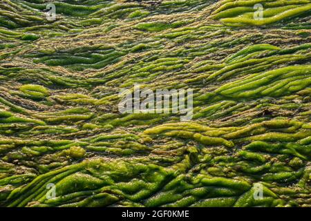 Texture astratta paludosa verde. Vista delle alghe e delle paludi da vicino. Sfondo diagonale astratto. Foto Stock