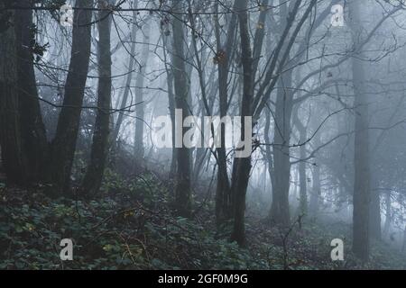 Una foresta moody che si staglia contro la nebbia. In una giornata di inverni spoky Foto Stock