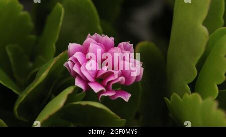 Kalanchoes piccolo fiorista rosa Foto Stock