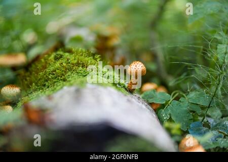 Scalycap Shaggy (Pholiota squarrosa) fungo che cresce su vecchio albero caduto Foto Stock