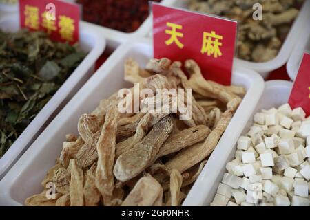 Gastrodia elata blume è una specie di rara medicina cinese. Foto Stock
