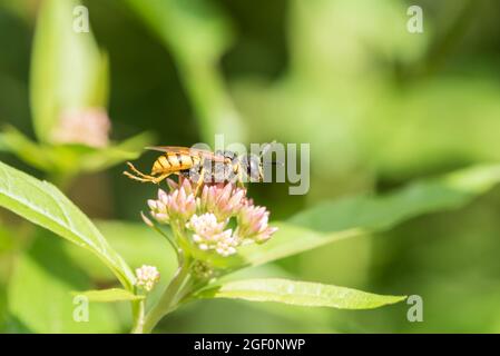 Bee-Wolf/ Bee-killer (Philanthus triangulum) wasp Foto Stock