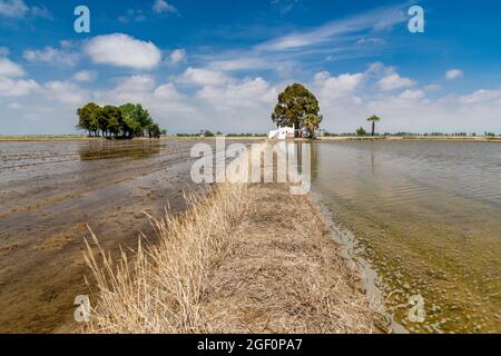 Campi di riso, Delta de l'Ebre, fiume Ebro, Catalogna, Spagna Foto Stock