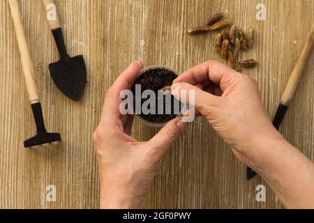 Vista dall'alto delle mani della donna che piantano le date osso di frutta per piantare la palma su sfondo di legno Foto Stock