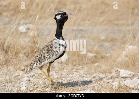 Il Corano Nero Settentrionale o la Bustarda bianca (Afrotis afraoides) al parco nazionale di Etosha in Namibia, Africa. Foto Stock