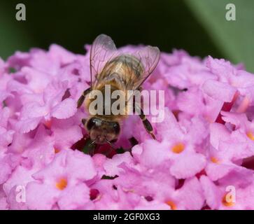 Miele Bee su Buddleja Davidii rosa Foto Stock