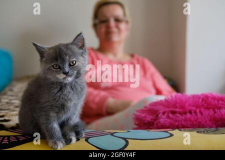 Primo piano di un piccolo gattino carino seduto su un divano e guardando la fotocamera.UNA donna è seduta in sfondo sfocato Foto Stock