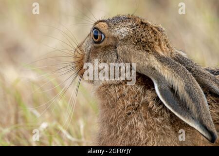 Ritratto di lepre marrone europeo Foto Stock