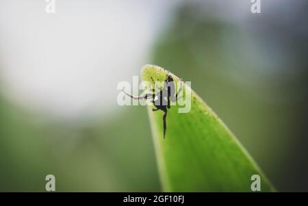 Piccolo ragno sul lato inferiore di una foglia. Belize. Foto Stock