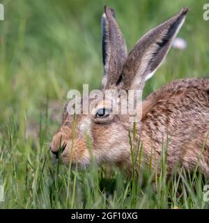 ritratto di lepre marrone Foto Stock