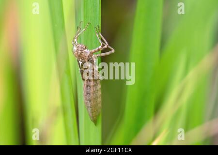 La pelle di larve di Dragonfly, a volte conosciuta come un caso smeraldo Foto Stock