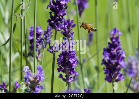 Ape di miele che vola dalla lavanda Foto Stock