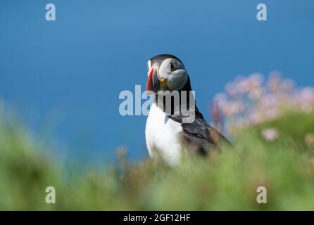 Puffin posa, lunga Foto Stock