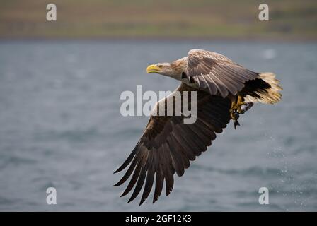 Aquila di mare con coda bianca con pesce, Isola di Mull. Foto Stock