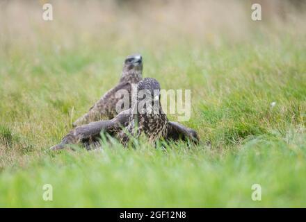 Comune buzzard (Buteo buteo) preda femminile adulta per proteggerla da altri predatori, mentre un giovane dell'anno guarda sopra Foto Stock