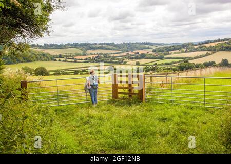 Donna che cammina nelle Chiltern Hills sulla via Chilterns lungo distanza sentiero vicino Stokenchurch Buckinghamshire, Inghilterra. Foto Stock