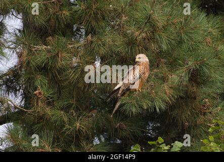 Aquilone rosso (Milvus milvus) arroccato in un conifer Foto Stock