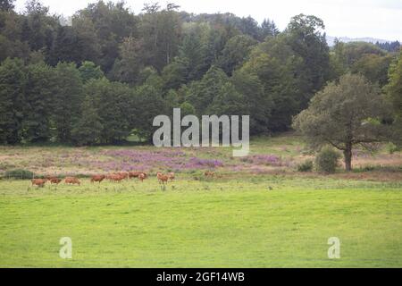 gruppo di mucche limousin in francia vicino erica e foresta Foto Stock