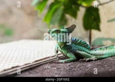 Un primo colpo di lucertola di camaleonte sulla pietra Foto Stock