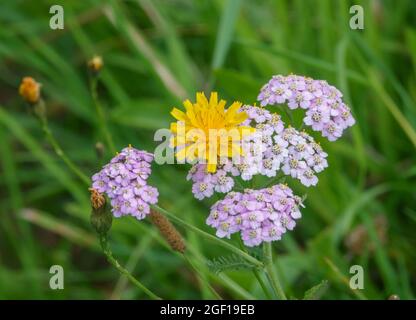 Alghe gialle comuni (Hieracium lachenalii) che crescono attraverso una pianta di arrow karge (Achillea millefolium) che crescono selvatiche sul gesso di Salisbury Plain m Foto Stock