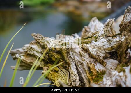 Una libellula del falco meridionale (Aeshna cianea) depone le uova su legno umido accanto ad uno stagno Foto Stock