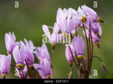 Rosa pallido Dodecatheon Maedia AKA Cowslip americano, ciclamino prateria, Pride of Ohio. Famiglia Primulaceae. Foto Stock