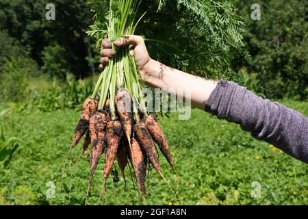 Mano femminile che tiene un grande mazzo di carote sullo sfondo di erba verde. Orto concetto. Foto Stock