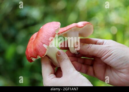 Raccolta di funghi commestibili in una foresta. Funghi russula con cappuccio rosso e gamba bianca in mani femminili Foto Stock