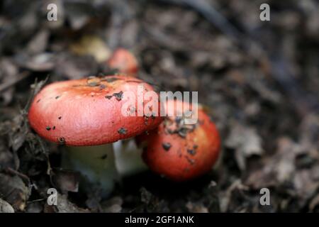 Fungo russula con cappuccio rosso e gamba bianca nella foresta in foglie secche. Funghi commestibili che crescono fuori dal terreno tra foglie cadute Foto Stock