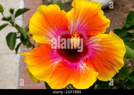 Bella Hibiscus fiore rosa-sinensis fiore in fiore California Stati Uniti Foto Stock