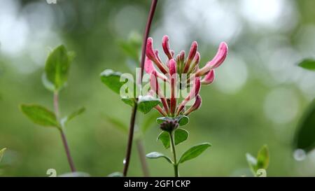 I fiori in fiore di miele perfoliate in background sfocato Foto Stock