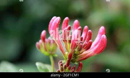 Delicati fiori in fiore di miele perfoliate in sfondo naturale sfocato Foto Stock