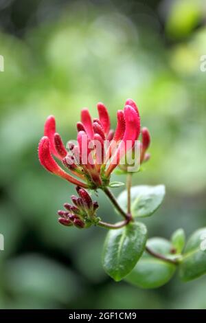 I fiori in fiore di woodbine perfoliate in sfondo naturale sfocato Foto Stock