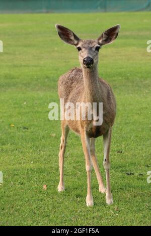 Bella giovane cervi femminile in piedi in un campo aperto. Foto Stock