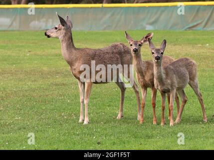 Ritratto di un cervo madre con due curiosi fawns in piedi in un campo aperto. Foto Stock