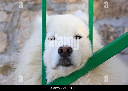 Un bel cane bianco Samoyed che prende una siesta all'ombra in un caldo giorno d'estate a Bol (Isola di Brac), Croazia Foto Stock
