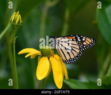 Una farfalla Monarch, Danaus plexippus, che si alimenta e impollinando un fiore Rudbeckia Hirta in un giardino Foto Stock