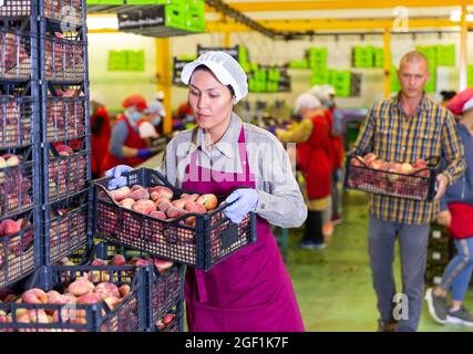 Donna felice in gabbia di tenuta uniforme con pesche durante l'imballaggio Foto Stock