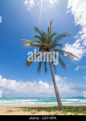 Palme da cocco e mare tropicale. Vacanza estiva e concetto di spiaggia tropicale. La palma di cocco cresce sulla spiaggia di sabbia bianca. Solo palme da cocco in fr Foto Stock