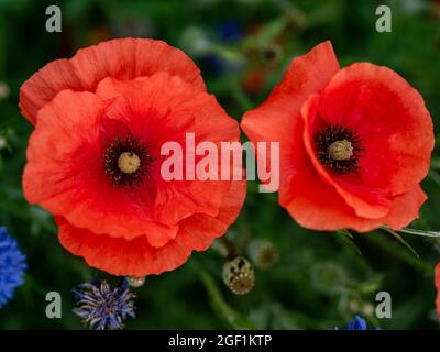 Primo piano di due fiori di papavero rosso nel prato Foto Stock