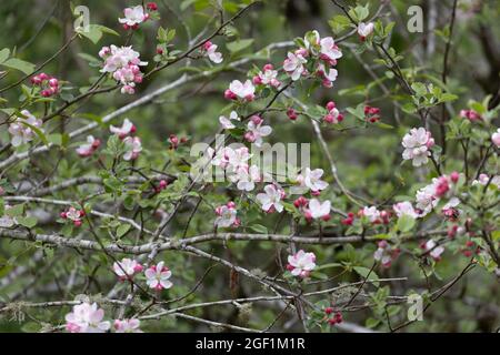 fiori di ciliegio bianchi e rosa che crescono da rami di alberi in un pomeriggio oscurato Foto Stock