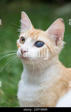 Gatto carino con un occhio blu diverso dall'altro. Verde natura sfondo. Camaçari, Bahia, Brasile. Foto Stock