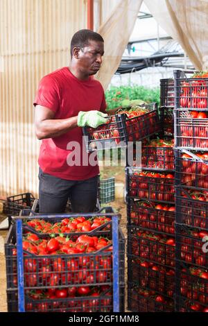 L'agricoltore porta scatole con pomodori maturi nel cortile posteriore Foto Stock