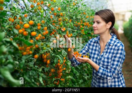 Donna giardiniere che lavora in serra, esaminando pomodoro Foto Stock