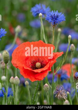 Singolo fiore rosso papavero nel campo dei fiori selvatici con fiori di mais blu Foto Stock