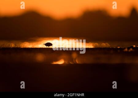 Silhouette di un amante semipalmato mangiare un verme appena catturato al tramonto Tri-state region, East Coast, Stati Uniti d'America per favore contattate: info@greggard.com for licen Foto Stock