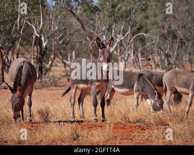 Un gregge di asini ferali, Equus africanus asinus, nell'Outback dell'Australia Centrale Foto Stock