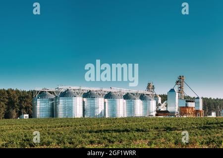 Granaio, complesso di essiccazione del grano, cereali commerciali o silos di semi nel paesaggio rurale estivo soleggiato. Silos per l'essiccatore del mais, terminale per la granella interna, cereali Foto Stock