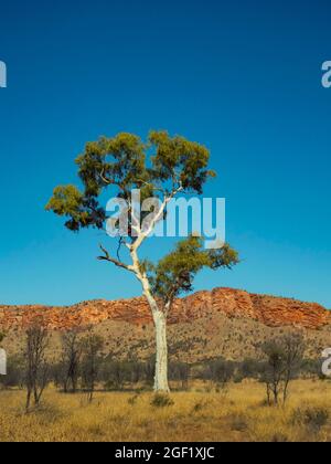 Gum fantasma, Corymbia Aparrerinja, albero di eucalipto in Outback Australia Centrale con rosso West Macdonald gamma in background. Foto Stock